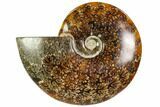 Polished, Agatized Ammonite (Cleoniceras) - Madagascar #104861-1
